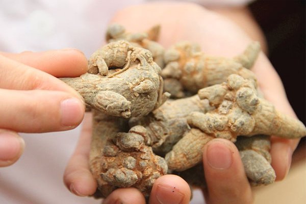 Củ tam thất từ xưa đến nay vẫn được biết đến là một dược liệu quý hiếm.