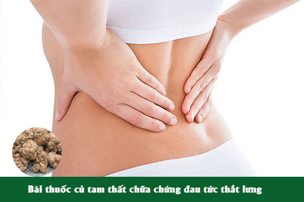Củ tam thất cũng thường được dùng trong các bài thuốc chữa chứng đau tức thắt lưng.