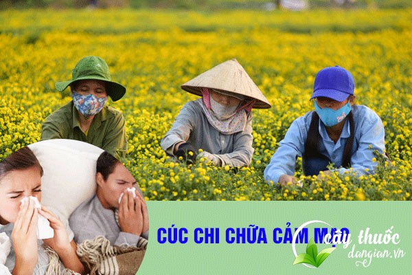 Cúc chi được nhiều người sử dụng làm bài thuốc chữa cảm mạo