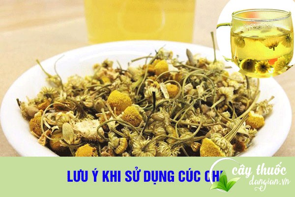 Lưu ý khi dùng cúc chi thì chỉ nên dùng sau bữa ăn