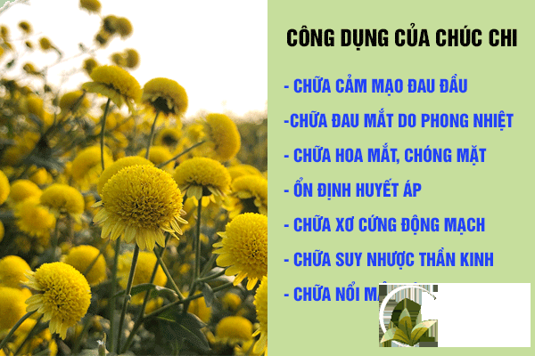 Một số công dụng của cúc chi đối với sức khỏe