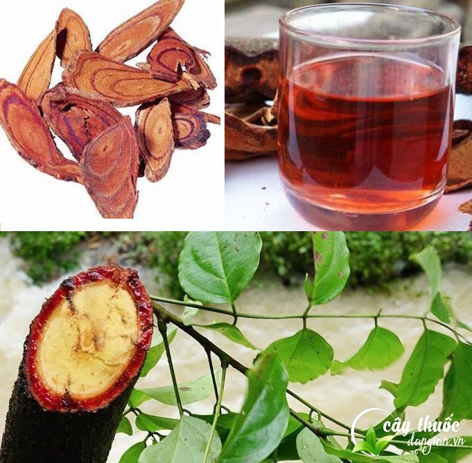 cay-co-mau-mua-o-dau-tot-va-bao-nhieu-tien