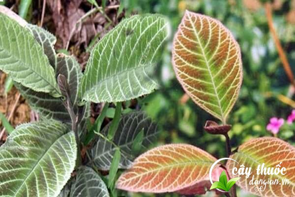 Khôi nhung hay còn gọi là cây lá khôi, cây khôi tía, đơn tướng quân,... có nhièu công dụng cho sức khỏe