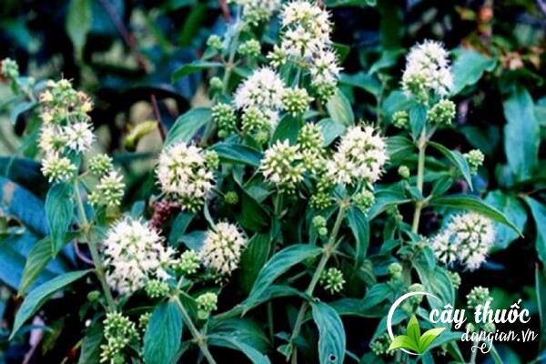 Dạ cẩm còn có tên gọi khác là cây loét mồm,... và có tên khoa học là Oldenlandia eapitellata Kuntze