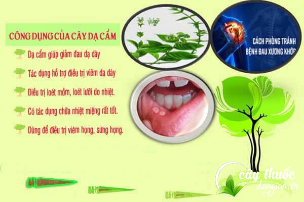 Dạ cẩm có tác dụng trong việc chữa trị các bệnh về dạ dày,...
