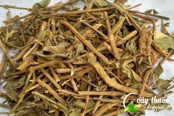 Lưu ý khi dùng dạ cẩm chữa bệnh phải kiên trì sử dụng theo đúng liệu trình