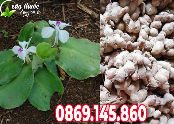 Đặc điểm cây địa liền