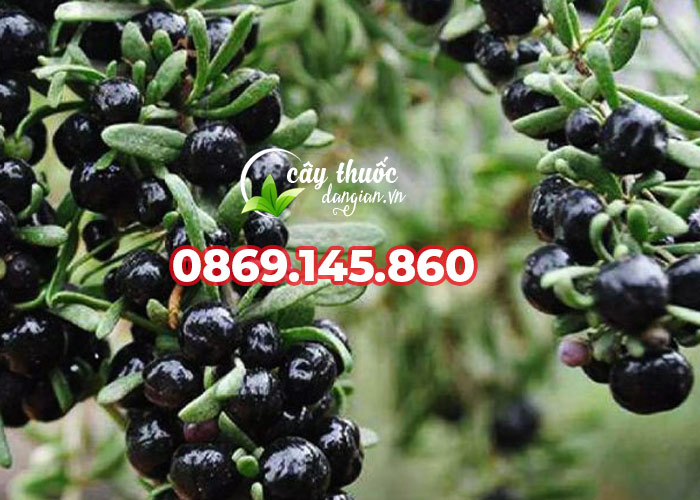 Cây hắc kỷ tử