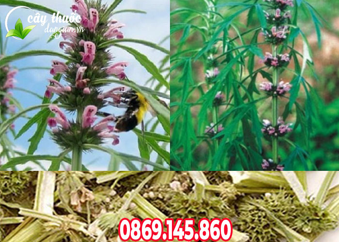 Đặc điểm cây ích mẫu