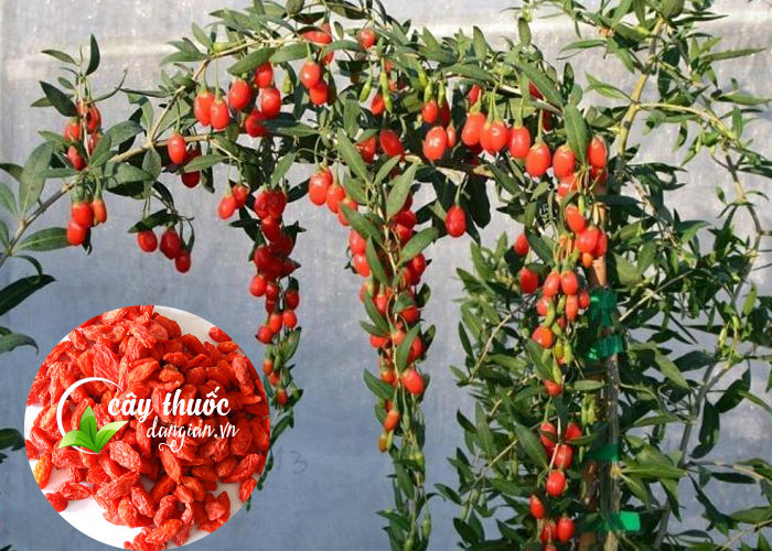 Đặc điêm của cây kỷ tử đỏ