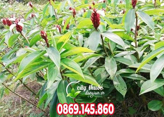 Đặc điểm của cây mía dò