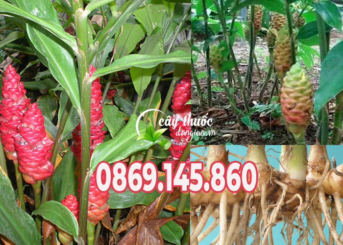 Đặc điểm gừng gió