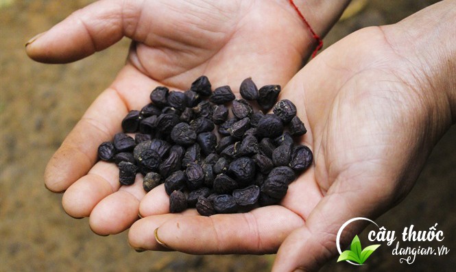 hạt dổi tây bắc