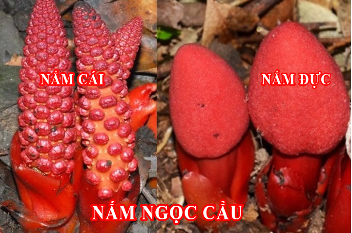 phân biệt nấm ngọc cẩu đực và nấm ngọc cẩu cái