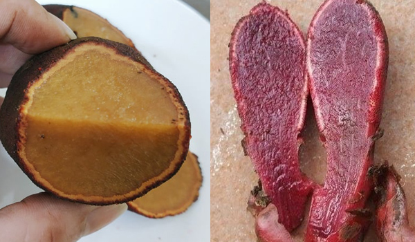 phân biệt nấm ngọc cẩu ruột đỏ và vàng