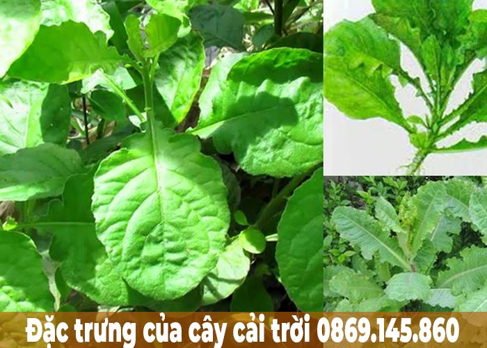 Đặc trừng của cây cải trời