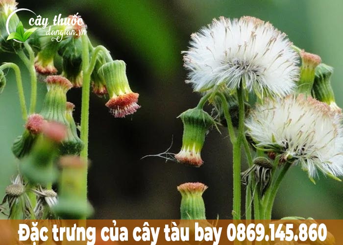 Đặc trưng của cây tàu bay