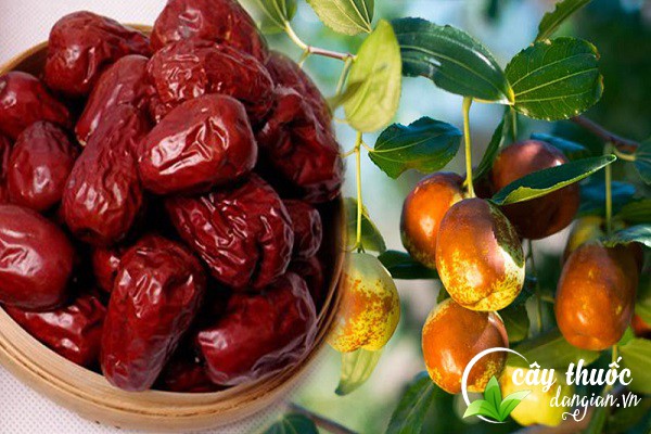 Đại táo hay còn gọi là táo tàu, táo đen, táo đỏ, đơn táo, quế táo,... là một loại được sử dụng rất nhiều trong các bài thuốc Đông y.