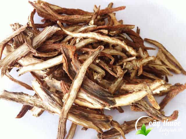 Đan sâm giúp điều hòa kinh nguyệt