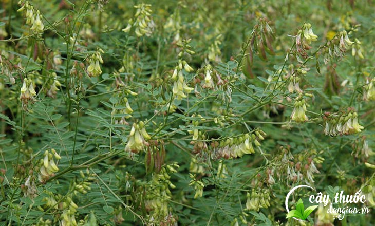 Cây hoàng kỳ ở ngoài thiên nhiên