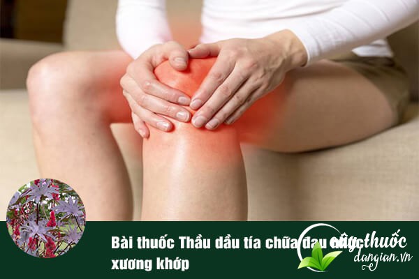 Rễ của thầu dầu tía có thể dùng làm bài thuốc chữa đau nhức xương khớp.