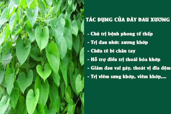 Công dụng của dây đau xương đối với sức khỏe, đặc biệt là bệnh về xương khớp.