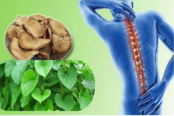 Dây đau xương được sử dụng nhiều trong bài thuốc trị đau lưng do thận hư, thận yếu.