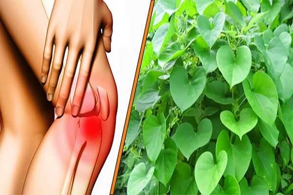 Bài thuốc dây đau xương trị chứng đau nhức xương khớp do phong thấp.