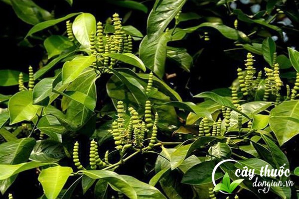 Gắm có nhiều tên gọi như dây gắm, gắm núi được Đông y sử dụng làm dược liệu trị bệnh