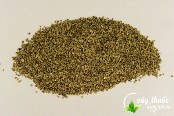 Lưu ý nên tham khảo ý kiến bác sĩ có chuyên môn trước khi sử dụng các bài thuốc từ tơ hồng xanh