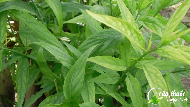 tac-dung-cua-cay-xuong-khi-doi-voi-suc-khoe-con-nguoi