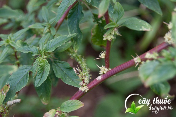 Dền gai hay gọi là rau dền gai không chỉ là một món ăn mà còn được dùng làm thuốc chữa bệnh