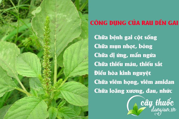 Một số công dụng chữa bệnh của dền gai