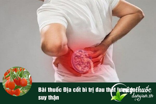 Bài thuốc địa cốt bì chữa đau thắt lưng do suy thận được nhiều người áp dụng.
