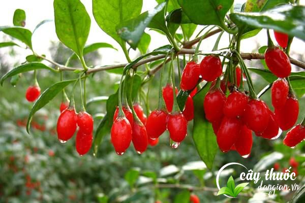 Địa cốt bì chính là vỏ và rễ của cây câu kỷ tử là một vị thuốc được sử dụng nhiều trong Đông y.