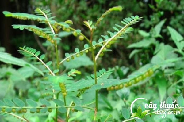 Cây diệp hạ châu tươi