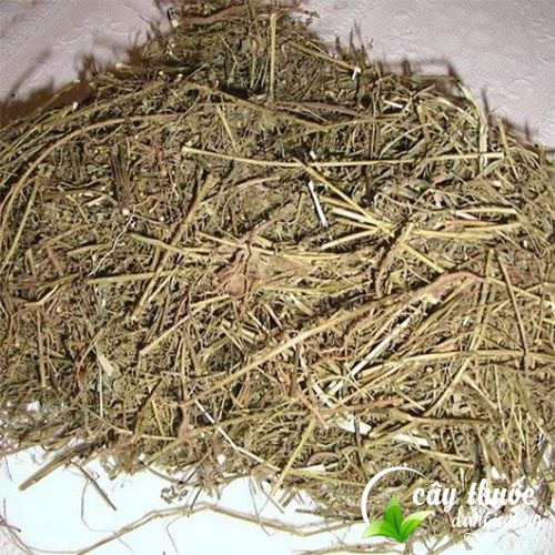 Quy trình sơ chế diệp hạ châu khô