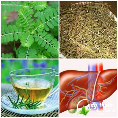 Diệp hạ châu với nhiều tác dụng tuyệt vời