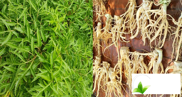 Bộ phận cây đinh lăng giúp tăng cường sức khỏe