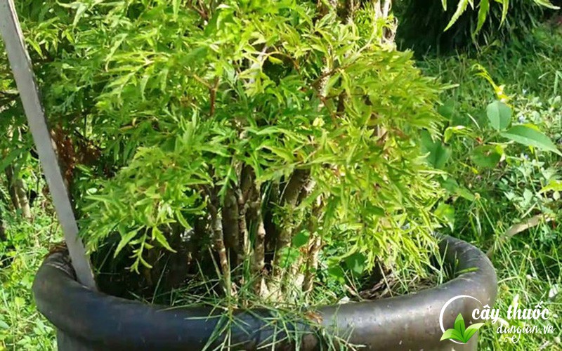 Bài thuốc từ đinh lăng giúp chữa đau mỏi, tê nhức chân tay