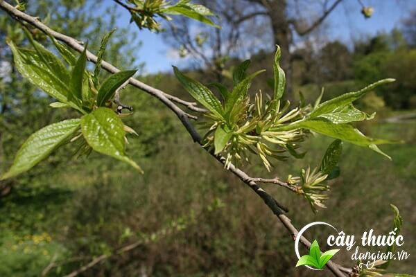 Dược liệu đỗ trọng được sử dụng nhiều trong Y học cổ truyền làm thuốc chữa bệnh