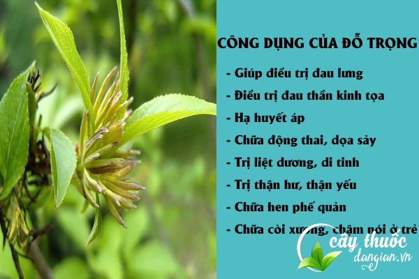 Những công dụng của đỗ trọng đối với sức khỏe
