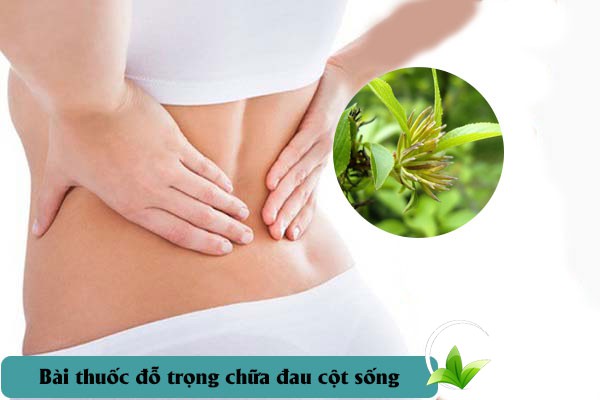 Đỗ trọng được sử dụng để làm bài thuốc chữa đau lưng, đau cột sống hiệu quả