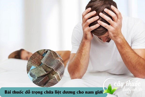 Đỗ trọng được sử dụng nhiều trong các bài thuốc chữa liệt dương ở nam giới