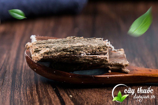 Lưu ý tham khảo ý kiến bác sĩ trước khi dùng bài thuốc từ đỗ trọng 