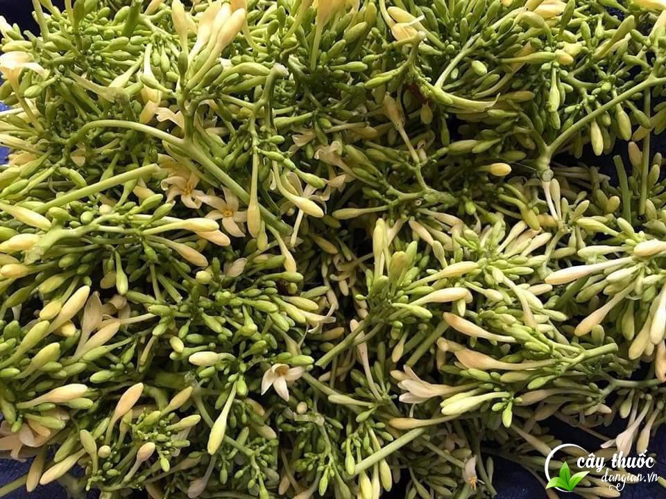 cach-su-dung-nu-hoa-du-du