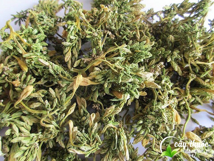 mua-hoa-du-du-duc-o-dau