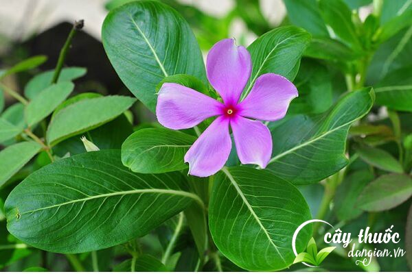 Cây dừa cạn hay còn gọi là hoa dừa, dừa kiềng,... vừa dùng để làm cảnh lại vừa là một vị thuốc trong Đông y.