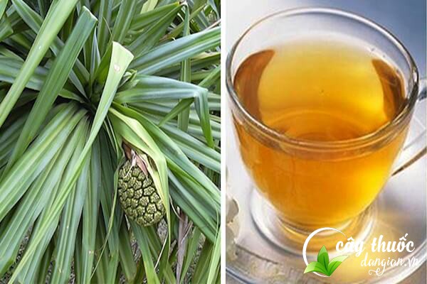 Bài thuốc dứa dại chữa bệnh