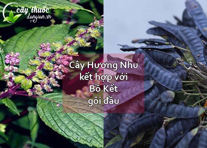 Dùng cây Hương Nhu kết hợp với Bồ kết gội đầu